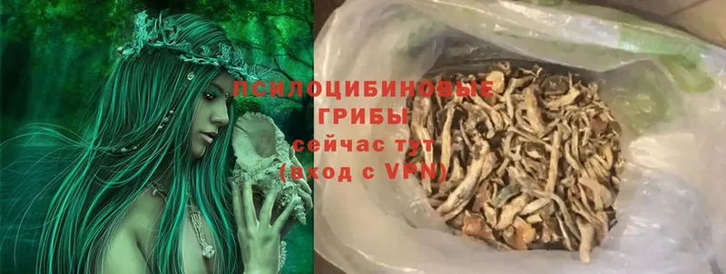 продажа наркотиков  Батайск  Псилоцибиновые грибы Psilocybine cubensis 